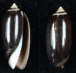 Oliva oliva fma oriola