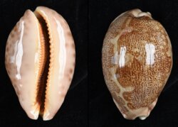 Leporicypraea mappa mappa