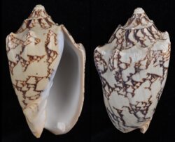 Cymbiola vespertilio