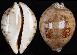 Leporicypraea valentia