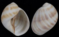 Mammilia fibrosa
