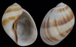Mammilia fibrosa