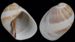 Mammilia fibrosa