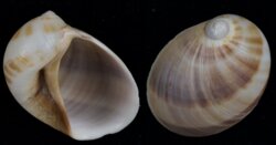 Mammilia fibrosa