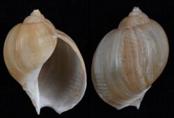 Volutharpa ampullacea