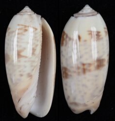 Oliva hirasei