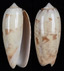 Oliva hirasei