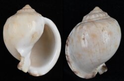Semicassis pyrum