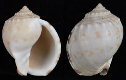 Semicassis pyrum