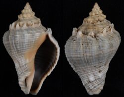 Volema myristica