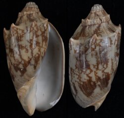 Cymbiola vespertilio
