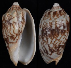 Cymbiola vespertilio