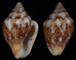Columbella rustica