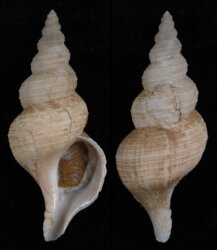 Troschelia berniciensis