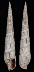 Duplicaria bharatensis