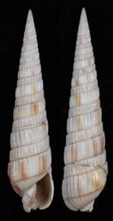 Duplicaria bharatensis