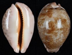 Leporicypraea geographica geographica