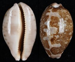 Leporicypraea mappa mappa