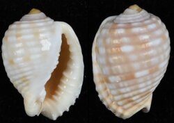 Malea pomum