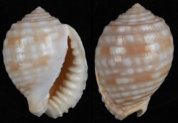 Malea pomum