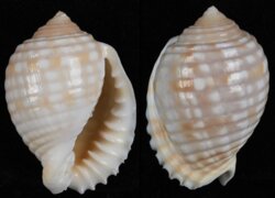 Malea pomum