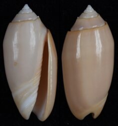 Oliva annulata carnicolor