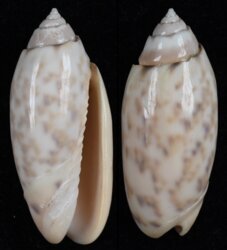 Oliva amethystina