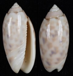Oliva amethystina