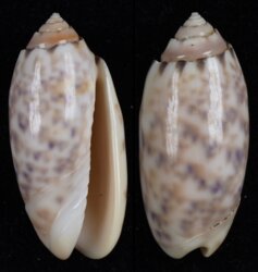 Oliva amethystina