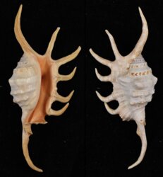 Lambis crocata crocata