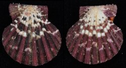 Gloripallium pallium