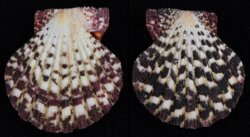 Gloripallium pallium