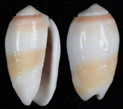 Oliva carneola fma unizonalis