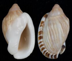 Casmaria erinacea