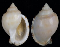 Semicassis inornata
