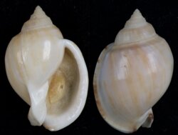 Semicassis inornata