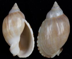 Casmaria erinacea