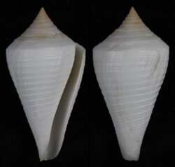 Dauciconus cancellatus