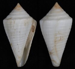 Dauciconus cancellatus