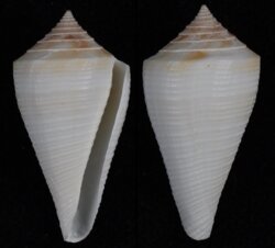 Dauciconus cancellatus