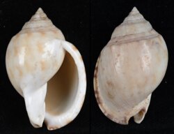 Semicassis inornata