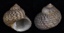 Euchelus asper