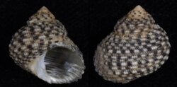 Euchelus asper