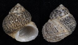Euchelus asper