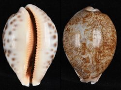 Leporicypraea geographica geographica