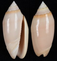 Oliva annulata carnicolor