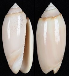 Oliva annulata carnicolor