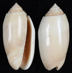 Oliva annulata carnicolor
