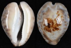 Barycypraea teulerei