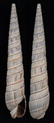 Duplicaria bharatensis